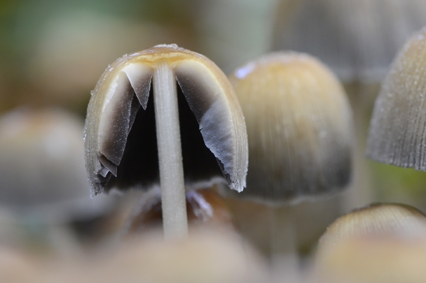 gewone glimmerinktzwam (coprinus micaceus) 11-2024 1694